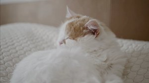 Cat, Kitten, Eyes. Free Stock Video