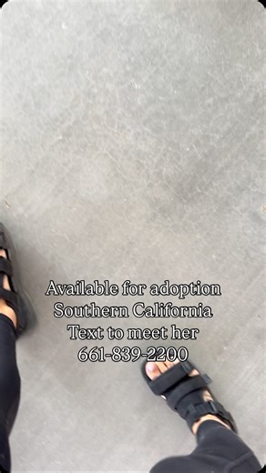 122 reactions · 9 comments | Meet Tortilla — a shorthaired tortie...