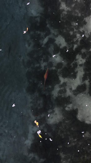 The Beautiful Mangrove Jack. #fishing #beautiful #nature #drone #flathead