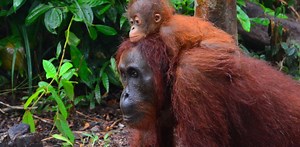 How global forest-destroyers are turning over a new leaf