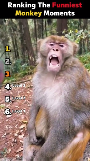 Ranking The FUNNIEST Monkey Moments