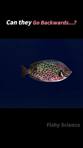 Fish reverse-swimming experiment. Whoa!