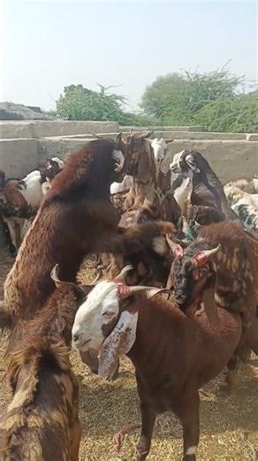 Big Goats Running Inside the Farm Desert Scene 🐐#shorts#desert#goat