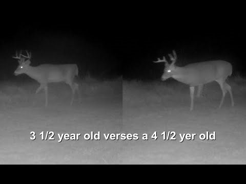 How to age Whitetail Bucks (Not the antlers)