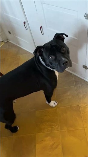 Leo the dog all righty