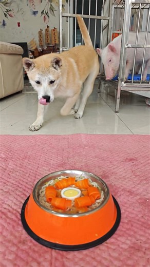 Pig jumping dog flying dry rice