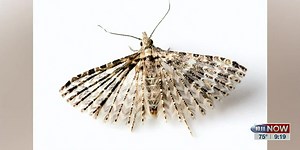 National Moth Week