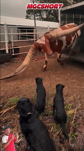 ANJING 🦮 MENGGONGGONG MELIHAT SAPI 🐂 ANKOLE WATUSI BERTANDUK PANJANG😱😱#animals #shorts