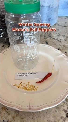 How to Winter Sow Peppers in Recycled Jars ♻️🌶️ #gardentips #sustainable #gardenhacks