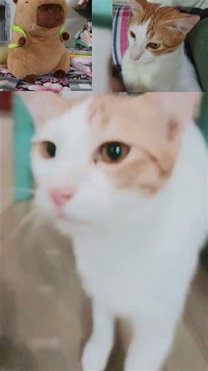 #zootopia2edit #shortsviral #주토피아2 #프레임애니메이션 #zootopiafanart #frameanimation