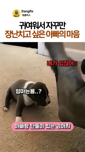 귀여워서 자꾸만 장난치고 싶은 아빠의 마음 #핏불테리어