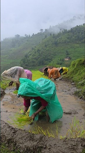 Traditional Paddy Planting in Heavy Rain | Himalayan Village Women at Work #heavyrain #villagelife