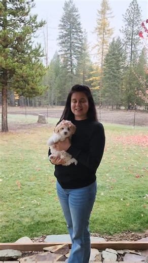 Meet Amber our f1b mini Bernedoodle! She's 8 weeks old and ready for adventure! Estimated to be 15 to 18 lb full grown #mountainmeadowpuppies #loveisafourleggedword #cutenessoverload #montanapuppies #bernedoodle #microbernedoodle | Mountain Meadow Puppies