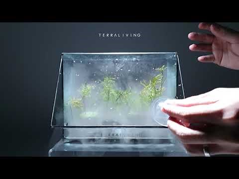 (4k 60fps) Tree Moss Terrarium with fog by TerraLiving