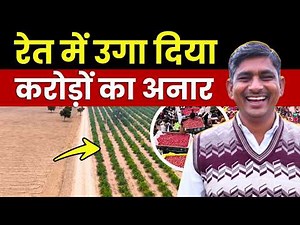 How Pomegranate Farming Is Transforming Rajasthan’s Desert Into a High-Income Landscape