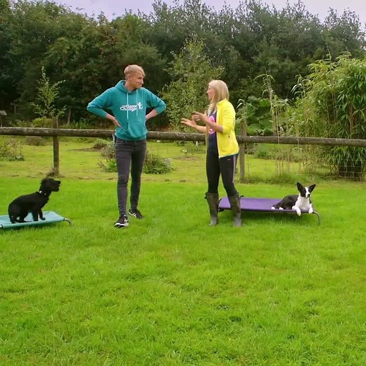 It’s HOMESCHOOL Your Dog Time! And A Great Opportunity to Transform Your Dog’s Behaviour! 😈😇 Tens of thousands of dog owners across the world have played these TEN dog training exercises AT HOME with their dog to teach them to LISTEN? We’ll show you in a video step-by-step in “Leash Off Game On” ONLINE! 60% OFF For a Limited Time! £34.49 👉🏻 £13.80!!!! https://absolute-dogs.com/Leash-Off-Game-On-Download | absoluteDOGS