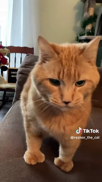 Coping with Grief: A Cat's Christmas Journey