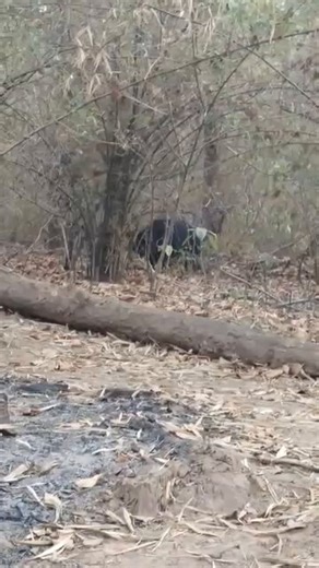 “Beyond Tigers: The Forgotten Crisis of Sloth Bear Conservation in India”We always enthusiastically participate in discussions about tigers because jungle tourism in India largely revolves around tigers. However, today I want to talk about a serious issue.Have we ever discussed the conservation of sloth bears? Most people’s answer would be “no,” because we tend to bundle sloth bear conservation with tiger conservation, which is not right. After all, tigers are not found everywhere.In India, ther