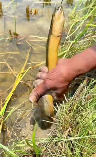 “Wait Until You See What Comes Out!”#fishing #eel #survival #primitive #rurallife #viral #shorts