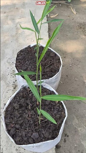 Grow Ginger Fast at Home in Plastic Bag 💯 Easy Trick! 🌱 #shorts #ginger #gingerfarming #gardening