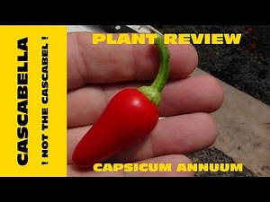 Cascabella Pepper, Capsicum annuum