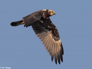 Eastern marsh harrier - Alchetron, The Free Social Encyclopedia
