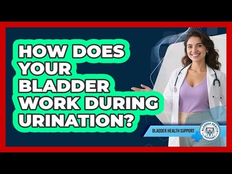 How Does Your Bladder Work During Urination? - Bladder Health Support