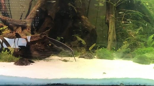 南美洲的放电怪鱼—格氏胸啄电鳗 Sternarchorhynchus goeldii