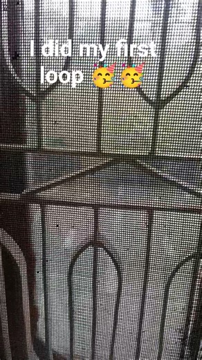 I did my first loop 🥳🥳