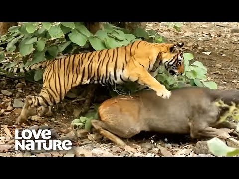 Insane Moment: Bengal Tiger Mom Surprises Deer for Kill | Love Nature