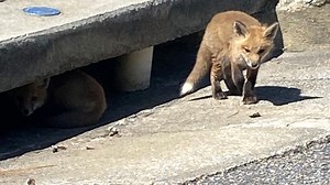 Local wildlife rescues say they're inundated with baby animals