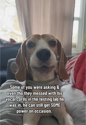 Beagle's Inspiring Howl After Rescue from Testing Lab