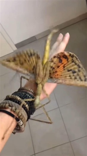 Test Your Phobias! 😱 Entomophobia