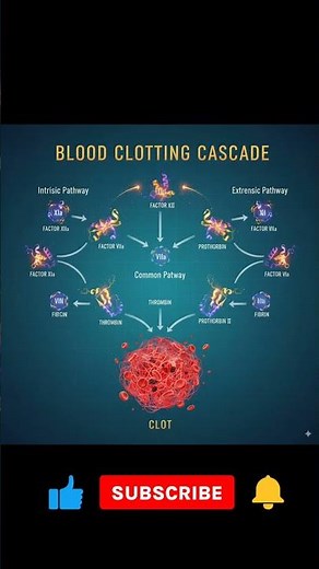 Blood Clotting Cascade Explained 🔬 | Coagulation Pathways Made Simple #motivation #facts #science