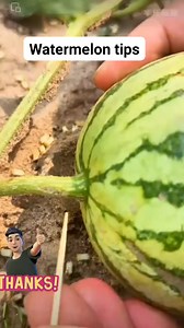 37 reactions · 5 comments | Watermelon farming tips #farming #farmlife #farmers #watermelon #watermelonlover | Roman Nazar | Facebook