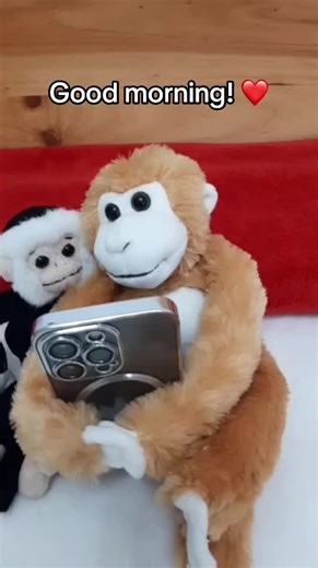 Good Morning Wishes from Adorable Monkeys