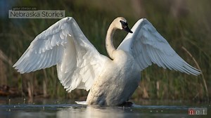 47K views · 890 reactions | Once teetering on the brink of extinction...