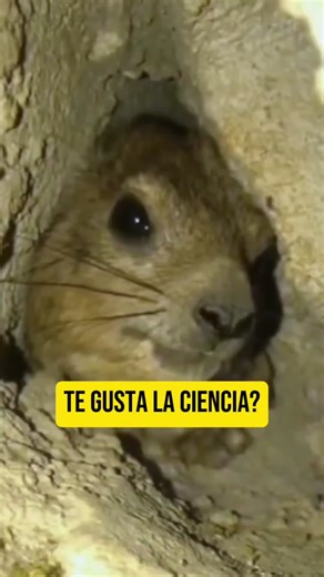 Descubre el curioso Damán que dice 'AWEBO'