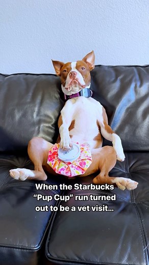 10K views · 2.3K reactions | Car rides will never be the same for my dog Follow us @whenashmetbowser for more laughs #funnydog #dogsofinstagram #dog #funnyvideos #lol #funnyaf #funnyanimals #hilarious #funnypets #pets #bostonterrier #funnyshit | Ash & Bowser | Facebook