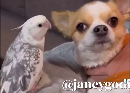 Janey Godley Voiceover: Hilarious Scottish TikTok Compilation