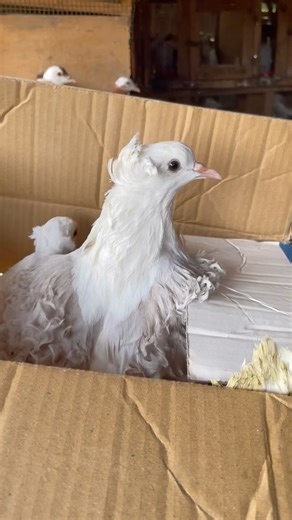 10 pigeon box 📦 Open | fancy pigeon box #racingpigeon #pigeon #birds #bird