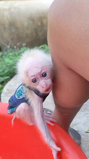 3.5M views · 10K reactions | Adorable Baby Monkey  #animalreels #reels #animal #monkey #reelsfb #facebookreels #reelsvideo #reels #fbreels #cutebabymonkey #adorablemonkey #lovelymonkey | Remi Saki & Luci | Facebook