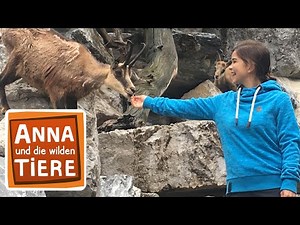 Im Kindergarten der Gämsen | Reportage für Kinder | Anna und die wilden Tiere