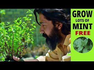 How to Grow Mint from Cuttings: Easy Hydroponic & Soil Methods