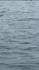 What a hectic topwater action day for our Croatian team Daniel Dalien Vignjević and @Dajan Pamic in Istria, Croatia using Cast Hackers, PsihoSprats SG2 Defiance Offshore plugs 💪 💥🔥Full YT Video on DanielDalienVignjevic YT channel !🎥 https://youtu.be/Zq75MqZ4WwQ?si=I7DDLnaf8c7cq9B- | Savage Gear Salt