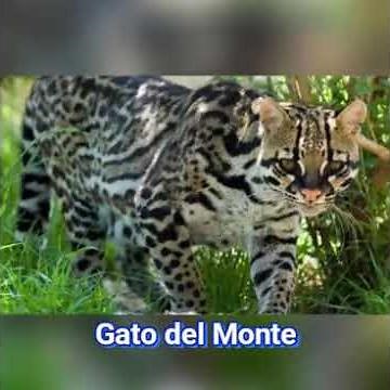 Animales de Santiago del Estero