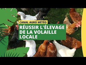 Canal Agro Météo : Réussir l'élevage de la volaille locale