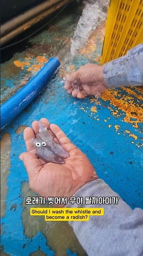 물이 따시서 안먹으랬는데 드시는거보고 #남해 #바다 #어장 #호래기 #선장