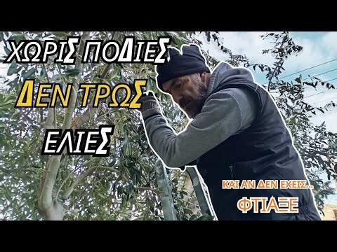 6 MISTAKES IN OLIVE TREES ❌ DON’T MAKE THEM – PART 1️⃣