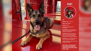 TSA's 2024 canine calendar will melt your travelin' heart